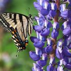 An Eastern Swallowtail  (Papilio glaucus)