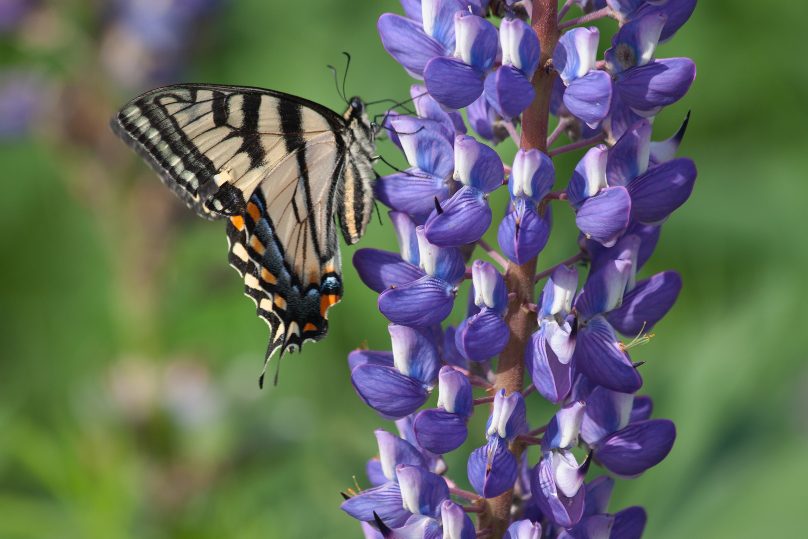 An Eastern Tiger Swallowtail  (Papilio glaucus)