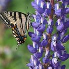 An Eastern Tiger Swallowtail  (Papilio glaucus)