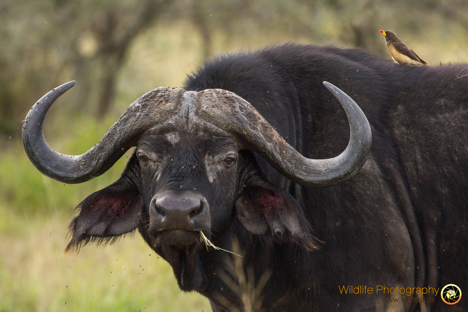 An eating Buffalo