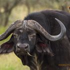 An eating Buffalo