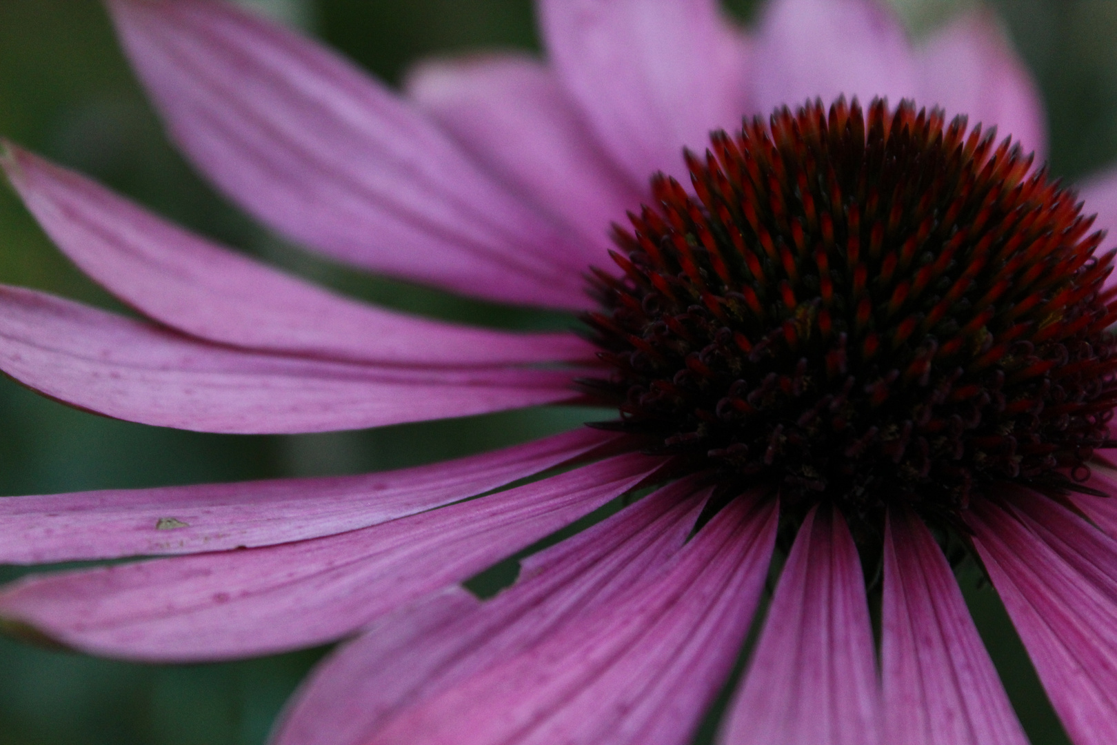 An Echinacea