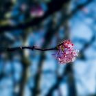 An einem 25. Februar leuchtete mir diese Blüte entgegen..