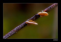 an einem 4mm dünnen Zweigchen fand ich die Pilze....