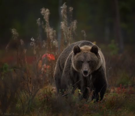 An einem Abend im September