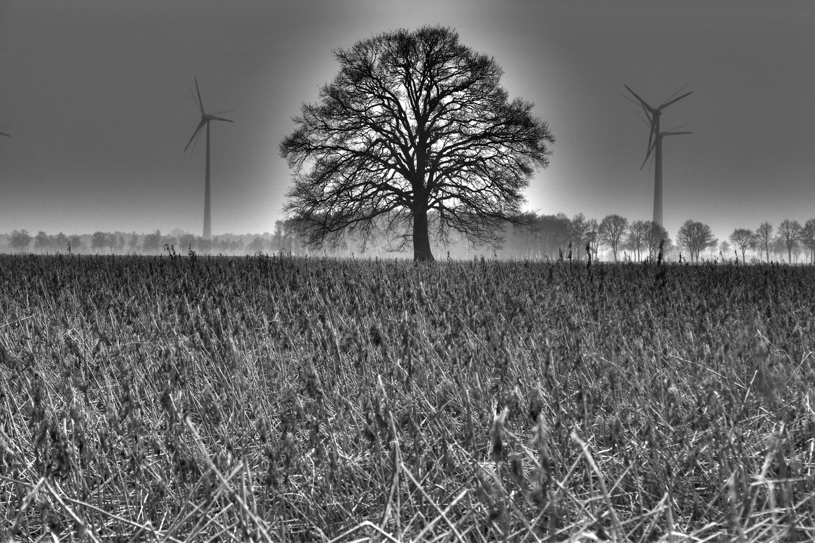 An einem Baum