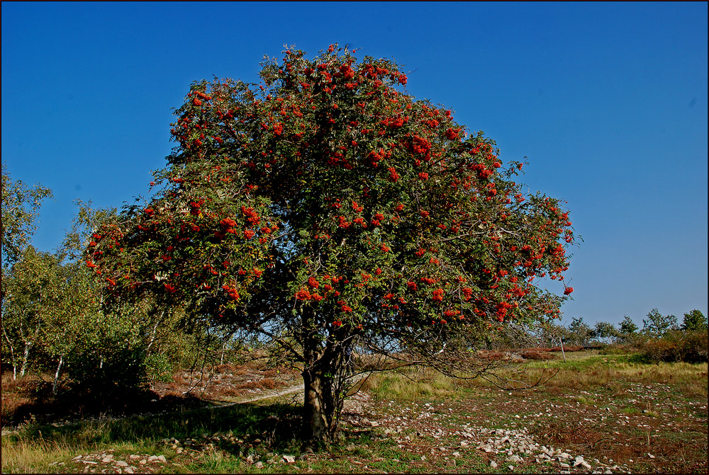 An einem blauen Herbsttag