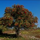 An einem blauen Herbsttag