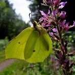 an einem Blutweiderich neben meinem Schmetterlingsweg