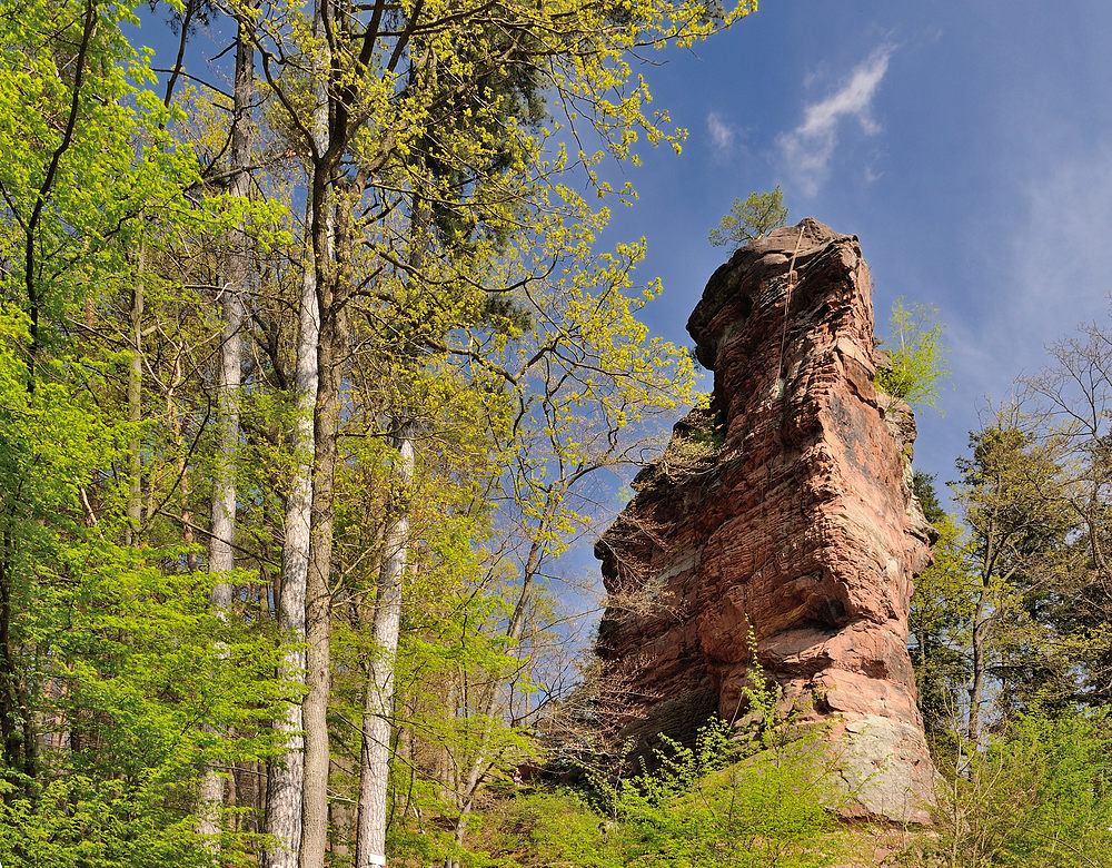 An einem der beliebtesten Kletterfelsen in den Vogesen, dem Langenfels, kommt man bei der...