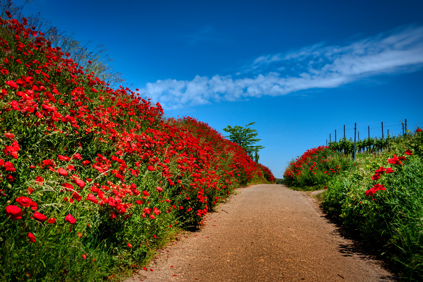 An einem Feldweg am Kaiserstuhl