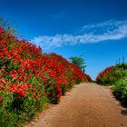 An einem Feldweg am Kaiserstuhl