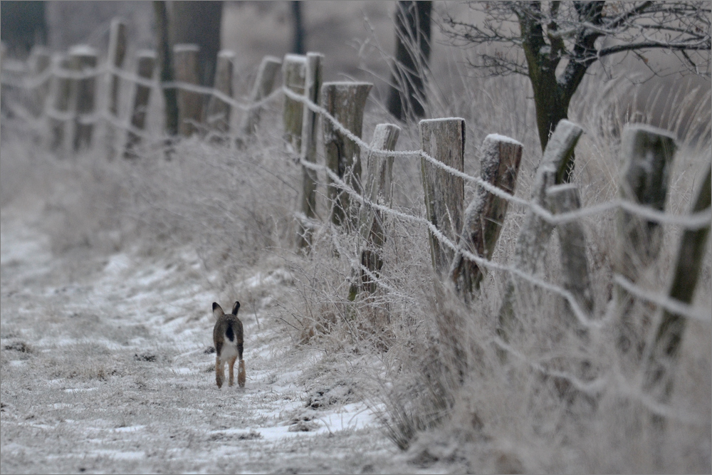 An einem frostigen Morgen . . .