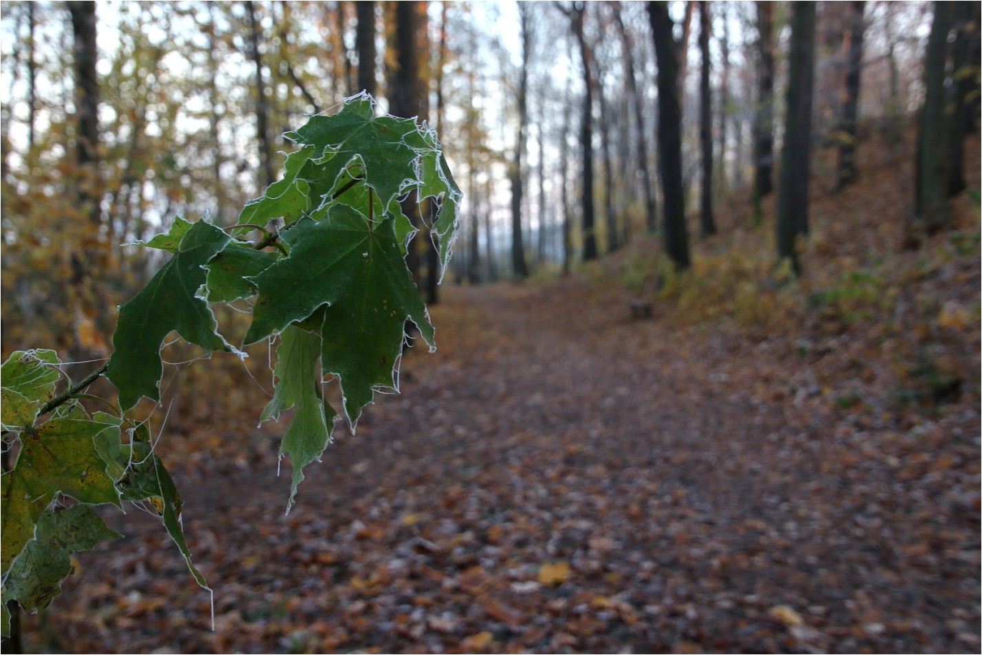 An einem frostigen Morgen (3)