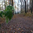 An einem frostigen Morgen (3)