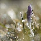 an einem frostigen Morgen