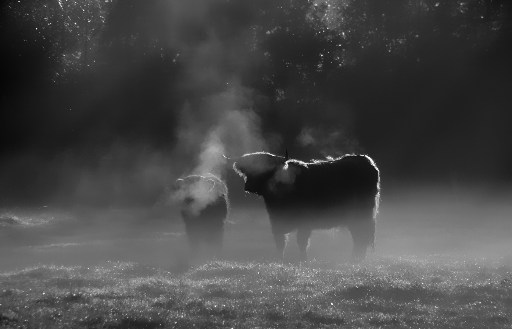 An einem frostigen Nebelmorgen