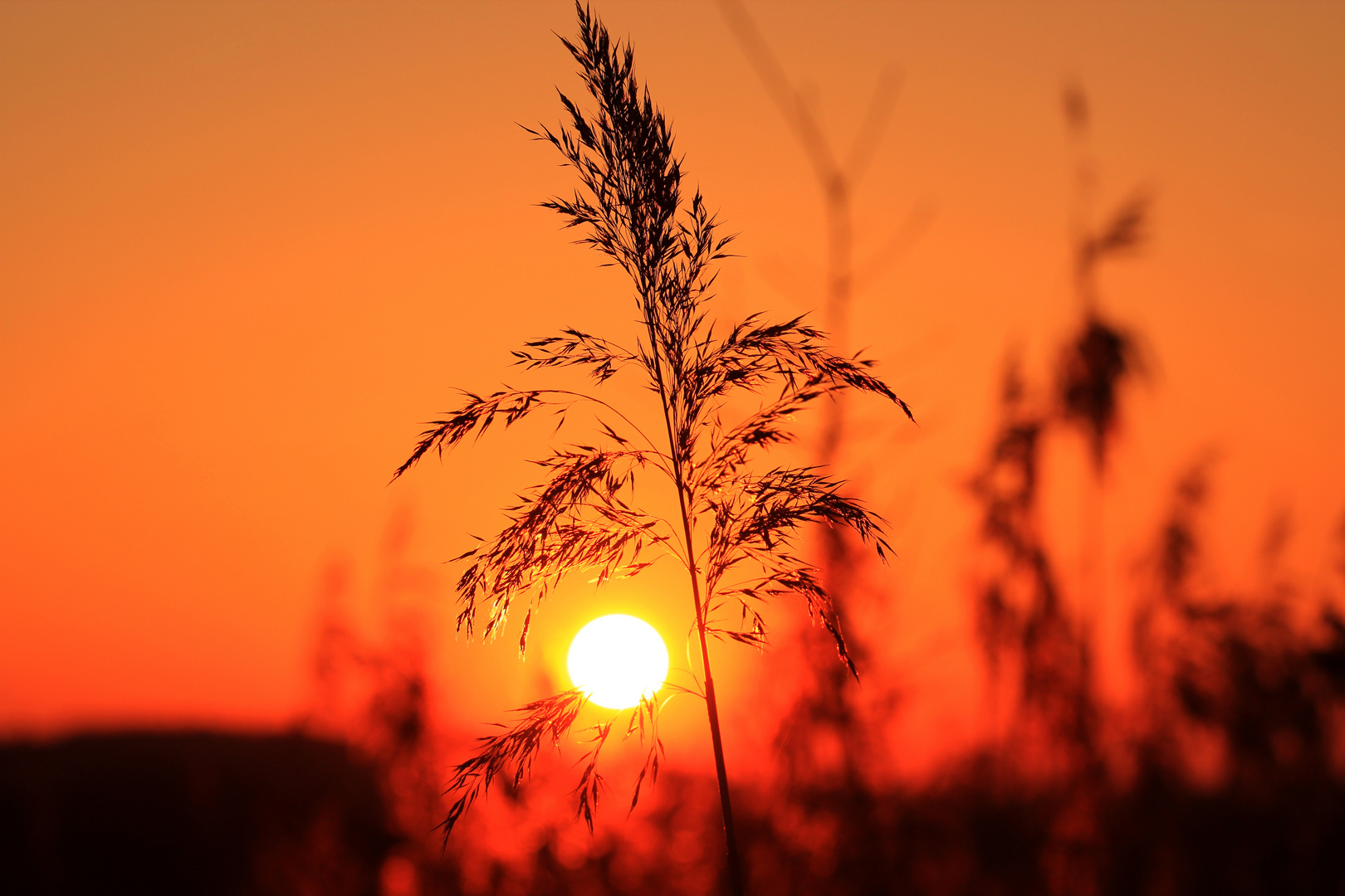 An einem Frühling Abend...