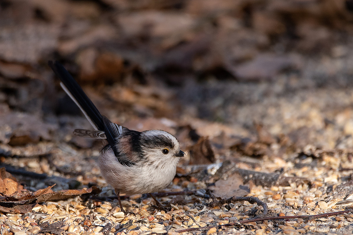 an einem Futterplatz im Wald