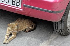 An einem heißen Sommertag - la fatica di un caldo giorno estivo