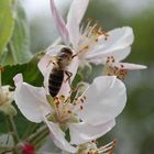 An einem Heißen Tag im Garten