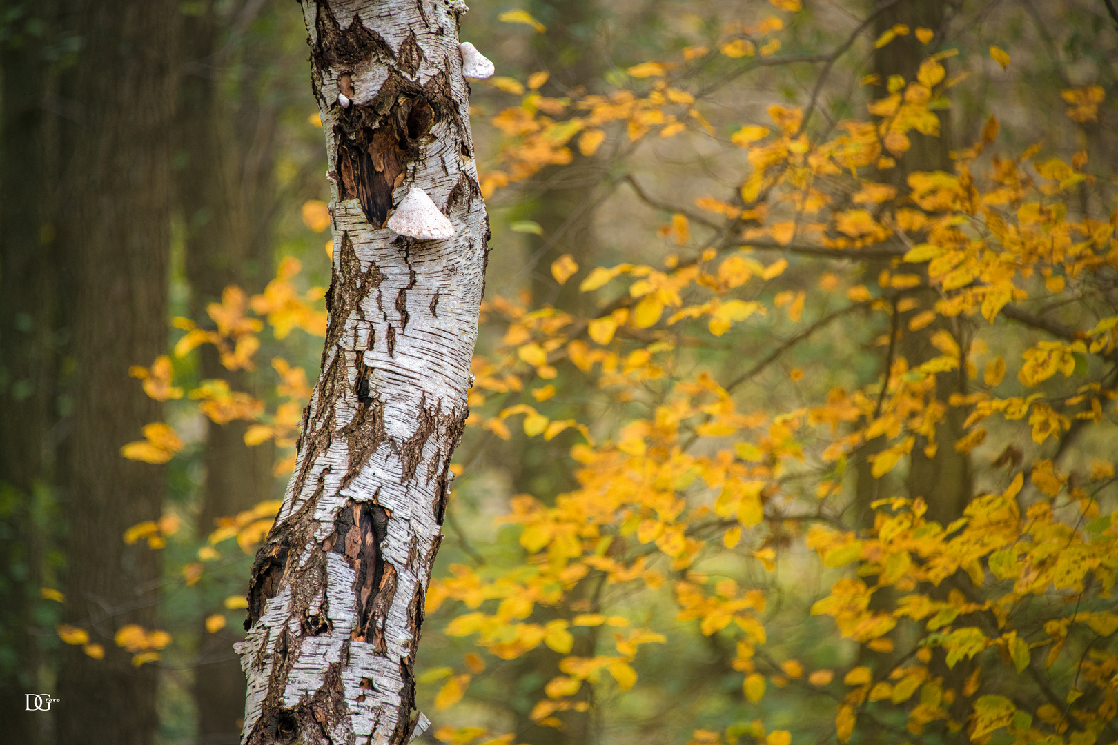 An einem Herbsttag