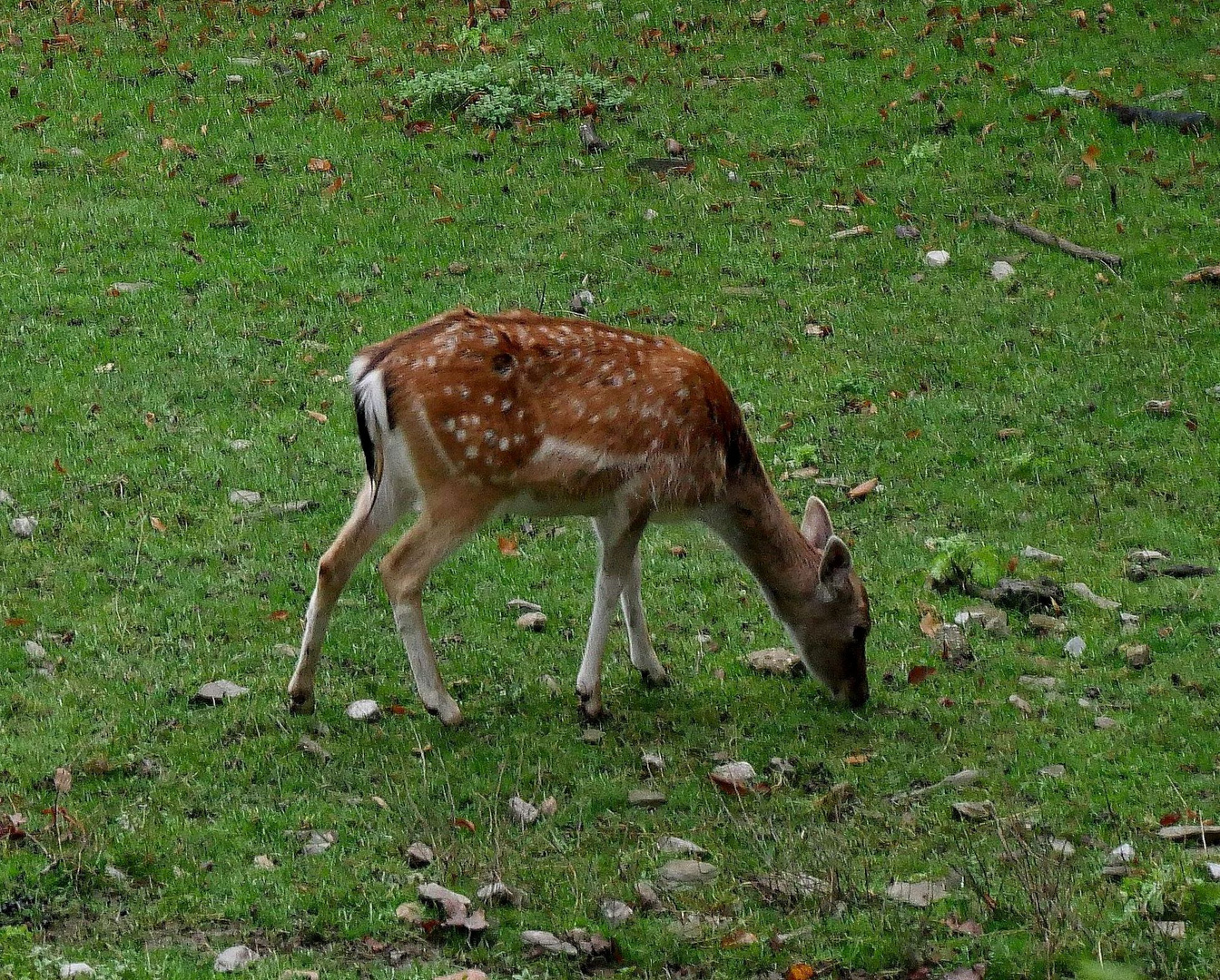 An einem Herbsttag im Freigehege