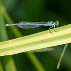 An einem kleinen See im Spreewald!