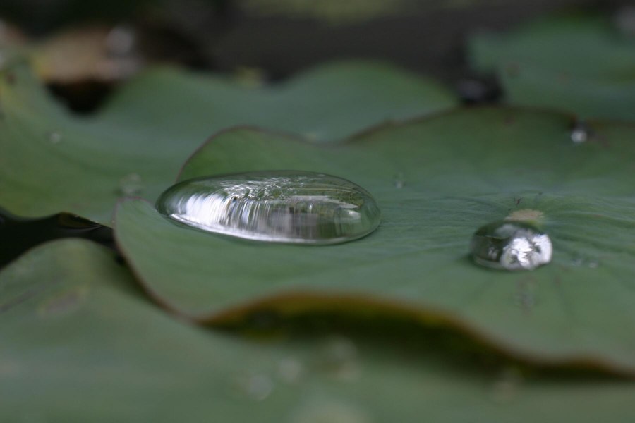 an einem Morgen nach dem Regen