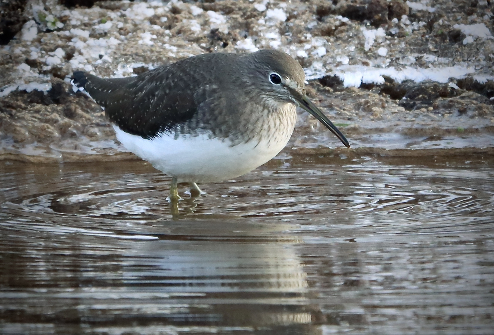 An einem Nebenfluss am unteren Niederrhein bei frostigem Wetter.....