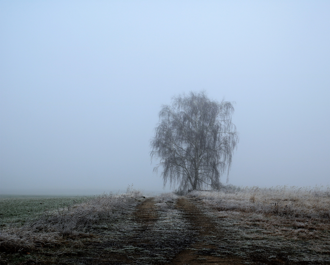 An einem nebligen Morgen