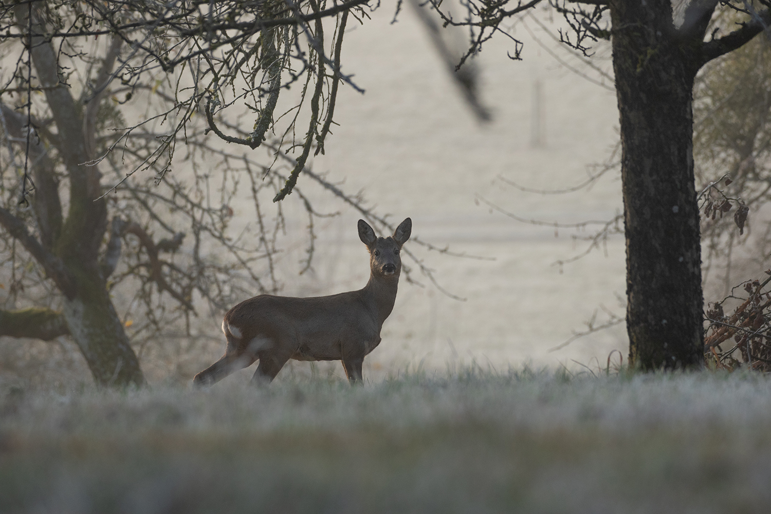 ***  An einem Novembermorgen ***