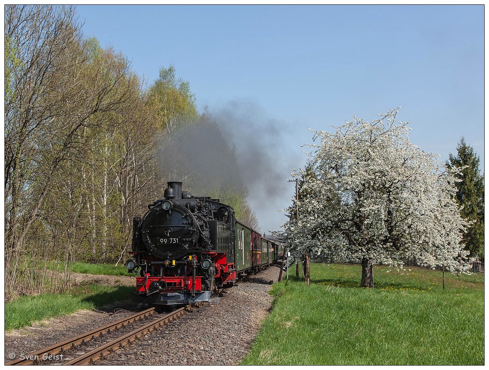 An einem Obstbaum in Olbersdorf