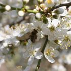 An einem schönen Frühlingstag