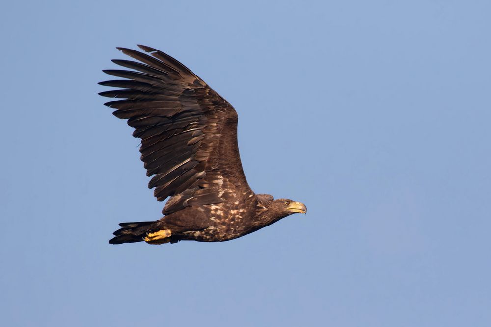 An einem schönen Herbstmorgen... Seeadler (Haliaeetus albicilla)