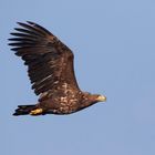 An einem schönen Herbstmorgen... Seeadler (Haliaeetus albicilla)