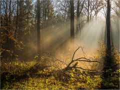 an einem schönen, nebligen Herbsttag.....