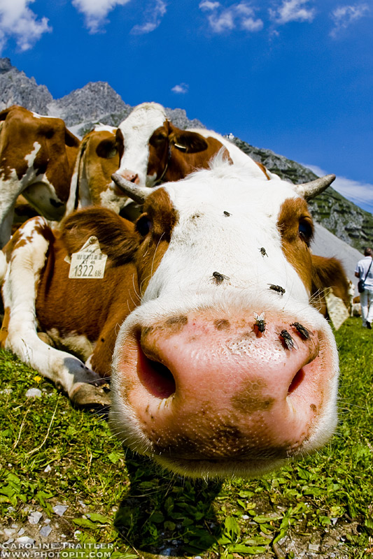 an einem schönen Sommertag in Tirol