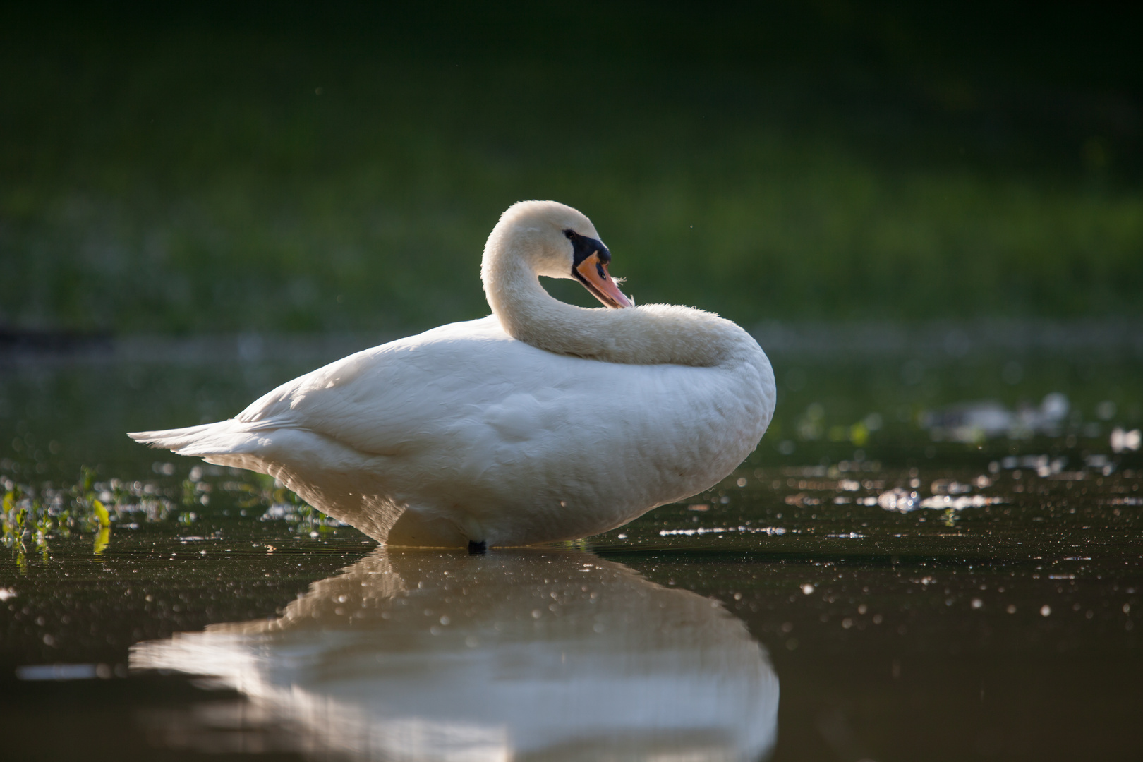 An einem Seitenarm der Donau