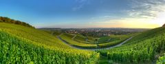 An Einem Sommerabend in Weinbergen (1)