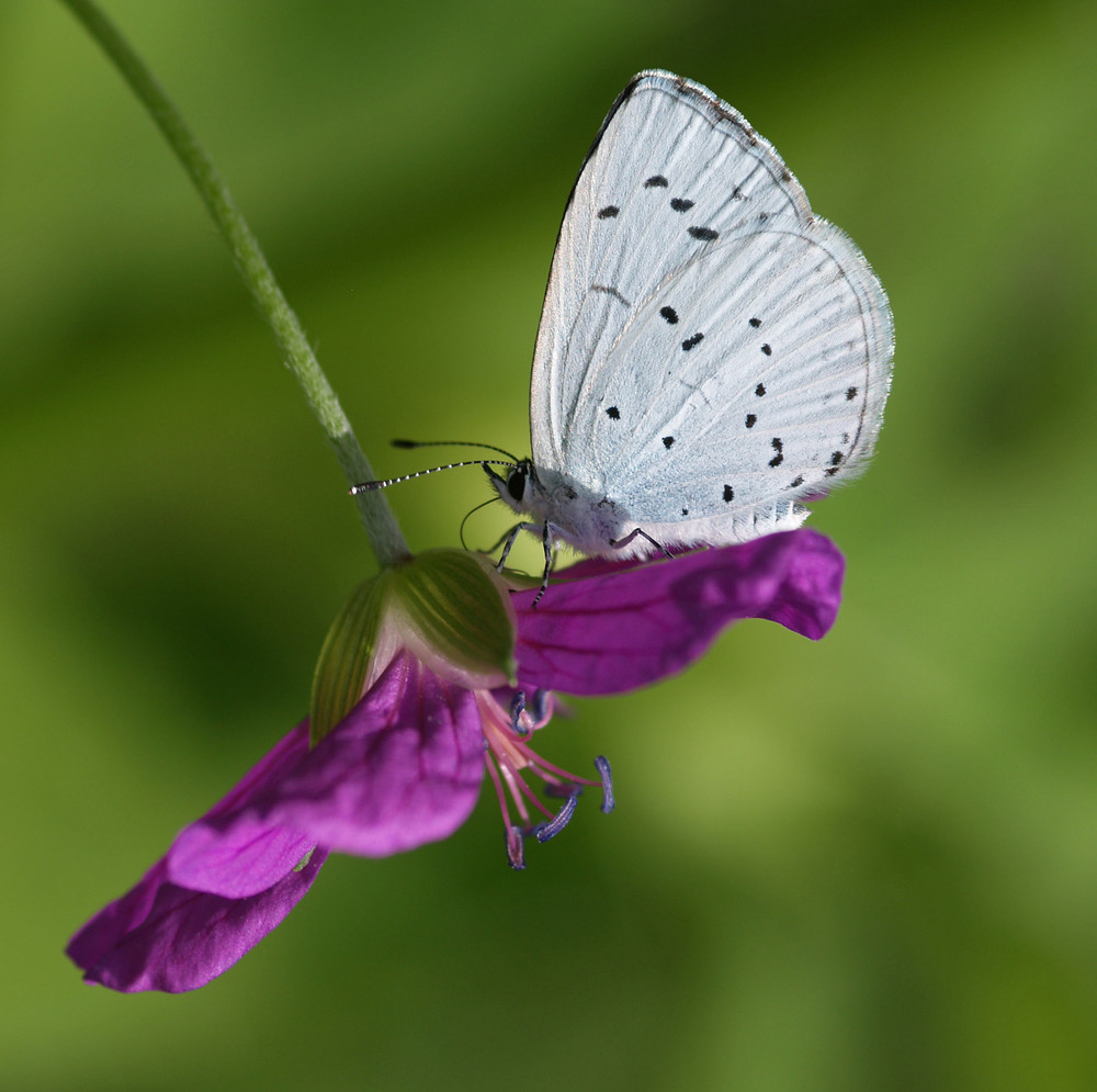 An einem Sommermorgen