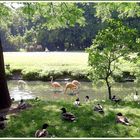 an einem Sommertag im Berliner Tierpark  (056)