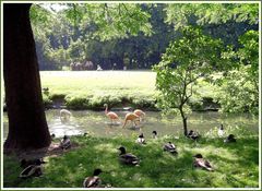 an einem Sommertag im Berliner Tierpark  (056)