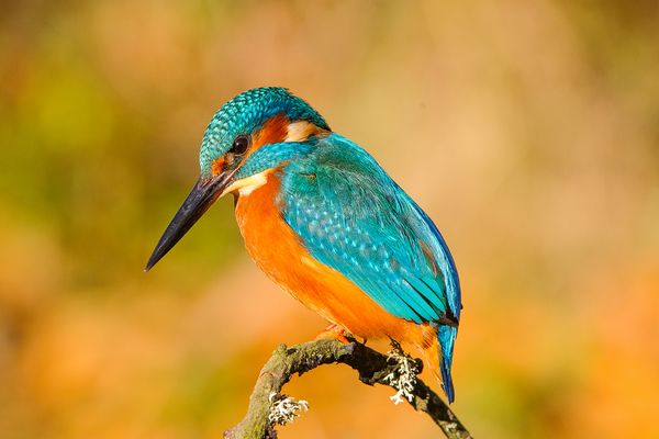An einem sonnigen Tag, konnte ich den Eisvogel aufnehmen.