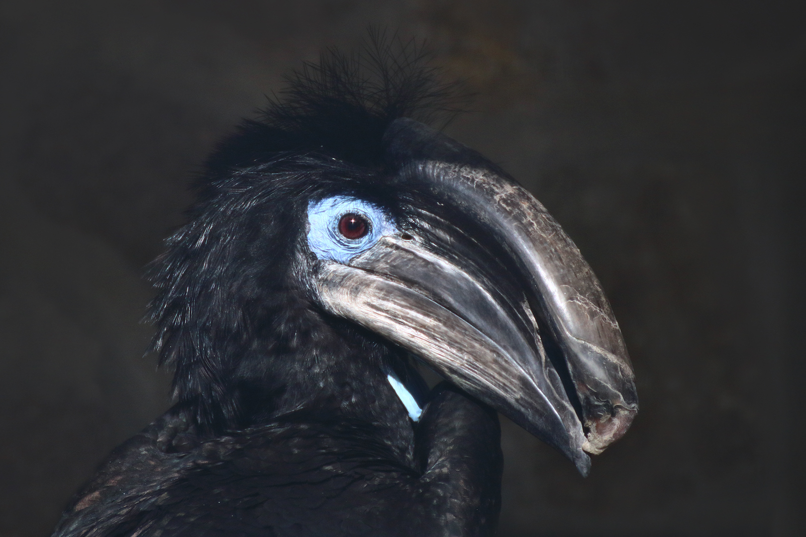 An einem sonniger Wintertag im Vogelpark