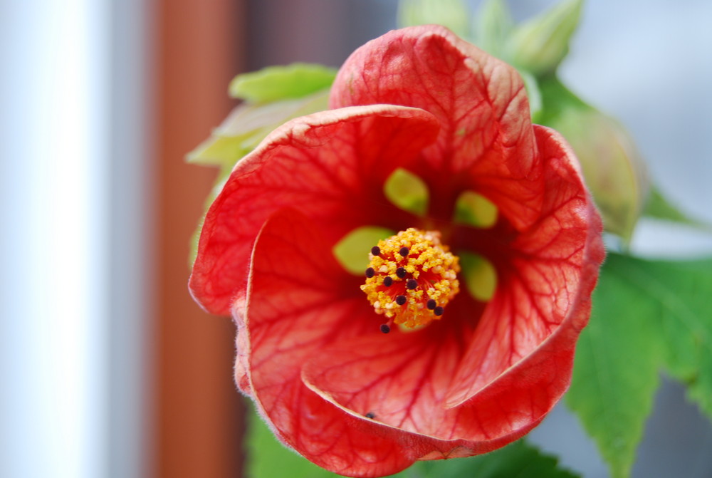 an einem Sonntag im Garten