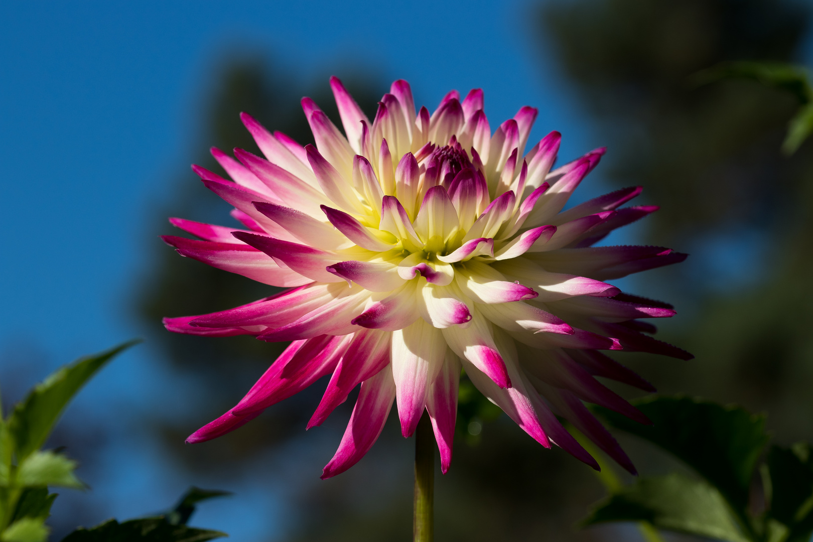 An einem Sonntag Morgen im Herbst blühende Dahlie