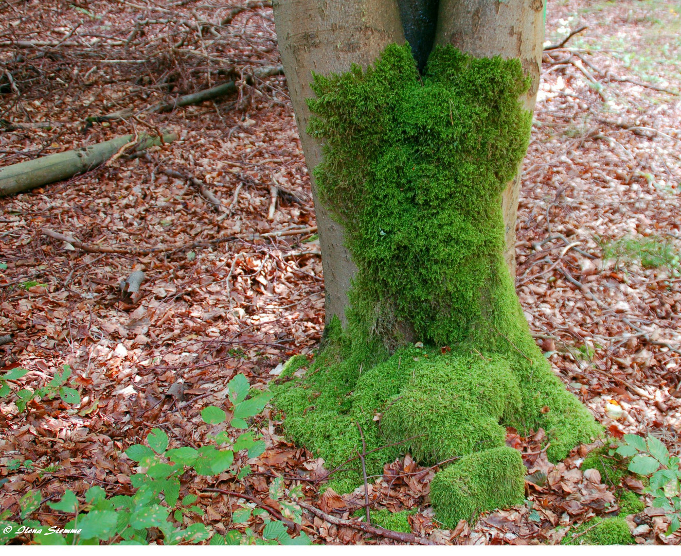 An einem Tag im Wald (6)