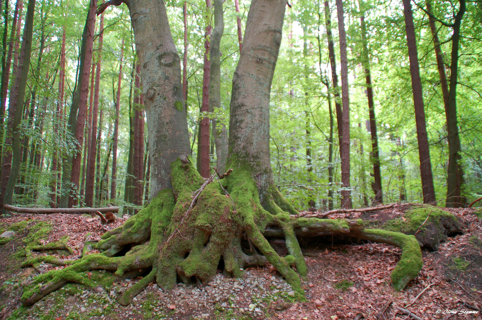 An einem Tag im Wald (8)