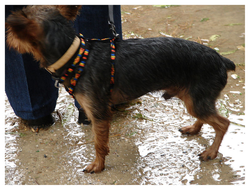 An einem tag wie diesem soll man keinen hund vor die türe jagen!!!